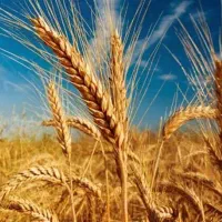 فروش گندم بذر مادری  شهر مورموری