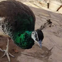 تخم طاووس