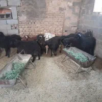 فروش ۱۱ راس بره سبک پای پروار