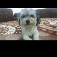 یک سگ خانگی چند مرغ و خروس فروشی