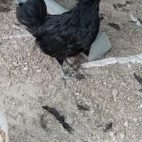 مرغ و خروس گلین|حیوانات مزرعه|آبپخش, |دیوار