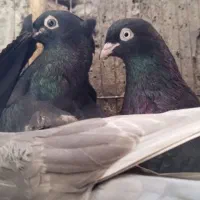کبوتر بازی کن|پرنده|شیراز, شهرک صادقیه|دیوار