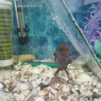 ماهی اسکار|ماهی|شیراز, منطقه هوایی شهید دوران|دیوار