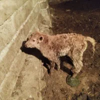 گاو با گوساله نر|حیوانات مزرعه|کلیبر, |دیوار