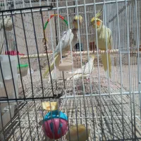 پرنده عروس