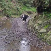 کل محلی|حیوانات مزرعه|کلاچای, |دیوار