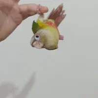 گرینچیک نر اناناسی 70 روزه فول اهلی و دونخور|پرنده|سهند, |دیوار