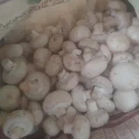قارچ درجه ۱