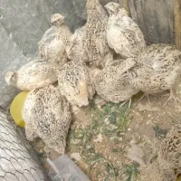 بلدرچین تخم گذار