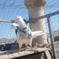 کبوتر طوقی