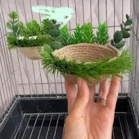 فروش لانه پرنده