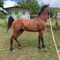 نریان کرد سر و دم گیر