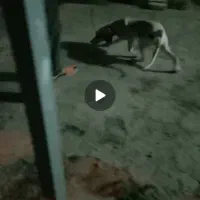 توله آلمانی