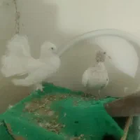 سه تا کفتر یک جفت اش دم چتری اون یکی دیگه ام ماده|پرنده|بردسکن, |دیوار