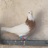 طوقی هفت رنگ|پرنده|اقبالیه, |دیوار