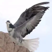 دمگیرصفهان