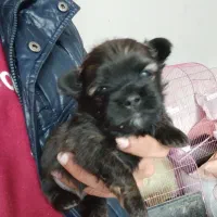 واگذاری توله سگ شیتزو پیکینیز|سگ|قائمشهر, |دیوار