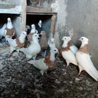 کبوتر طوقی