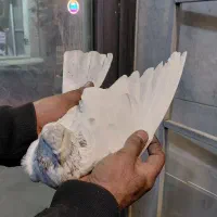 کفتر کبوتر|پرنده|بومهن, |دیوار