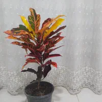 گل آپارتمانی