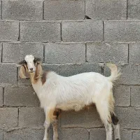 بز .