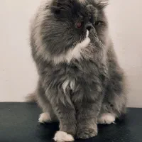 گربه پرشین اصیل ایرانی توسی|گربه|اهواز, پادادشهر|دیوار