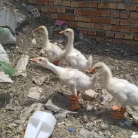 جوجه غاز سفید