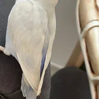 کوتوله برزیلی مارال|پرنده|بیرجند, |دیوار