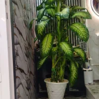 فروشی فروشی