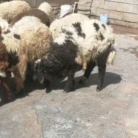 بره نر برا  نذری در شهرحر