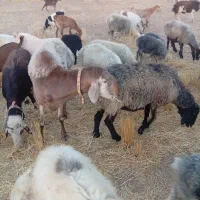 قوچ چینی|حیوانات مزرعه|شیراز, ارم|دیوار