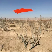 اصلاح تخصصی درخت