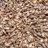پیازچه محلی خبج