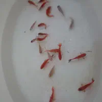 کوی|ماهی|زرند, |دیوار