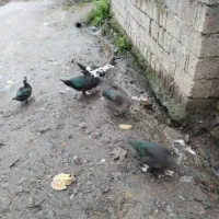 فروش اردک اسرائیلی نروماده|حیوانات مزرعه|املش, |دیوار