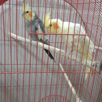 جفت عروس هلندی بالق