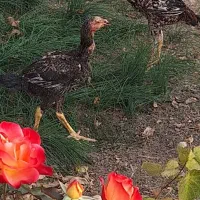 لاری  اصل نژاد دار