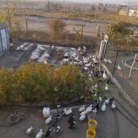 فروش اردک|حیوانات مزرعه|محمدبار, |دیوار