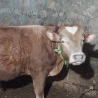 فروش گوساله دانمارک