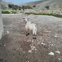 پازن درجه یک نری مست