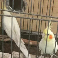 عروس هلندی لوتینو|پرنده|قمرود, |دیوار