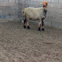 25راس میش روزگاری درجه یک