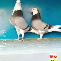 کبوتر پرشی خوش خال