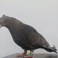 رنگه طوقی سینه|پرنده|مشهد, نوید|دیوار