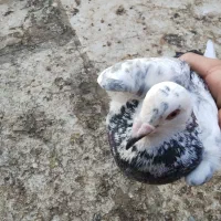 کبوتر پلاکی مسافتی اصل