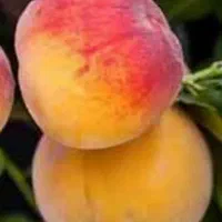 تولید و عرضه نهال هلو جوادی