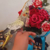 عروس هلندی مینیاتوری اهلی ۳ماهه