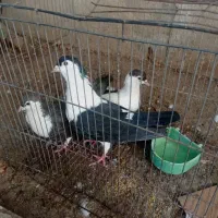 نر و ماده پلاس افقان|پرنده|قم, آزادگان|دیوار