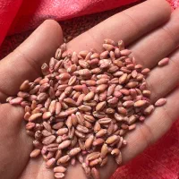 بذر گندم‌ احسان درجه یک برای کاشت