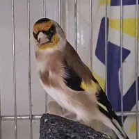 سهره حلب چهار گل.جفتی|پرنده|فردیس, نگارستان|دیوار